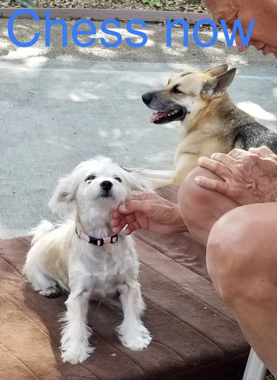 Hope ranch animal 2024 rescue